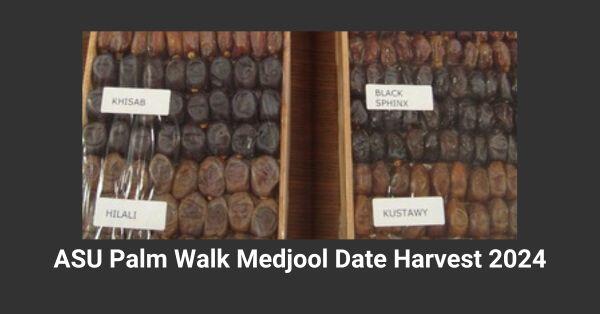 Date Harvest and Packaging